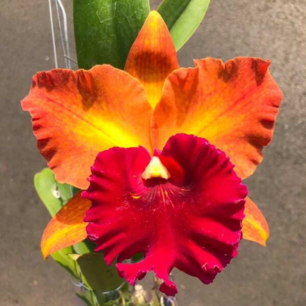 Орхидея ринхолелиокаттлея RLC. HEY SONG ORANGE