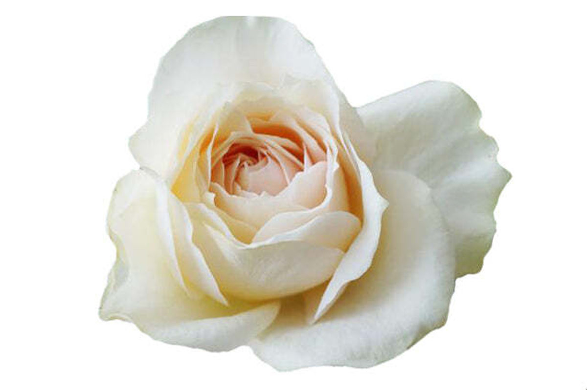 Крим Пьяже (Cream Piaget) — элегантная пионовидная душистая роза