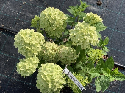 Гортензия метельчатая Little Passion