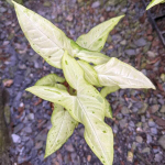 Сингониум ANGUSTATUM DAZZLING RAIN