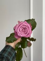 Фиолетовые одноголовые розы