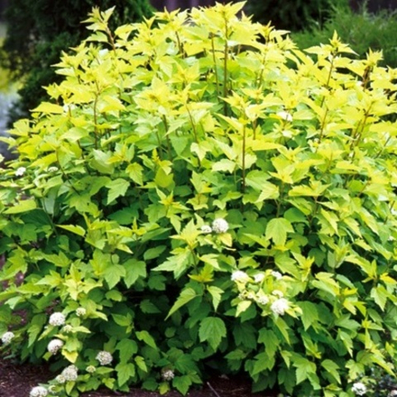 Пузыреплодник (Physocarpus) capitatus Tilden Park