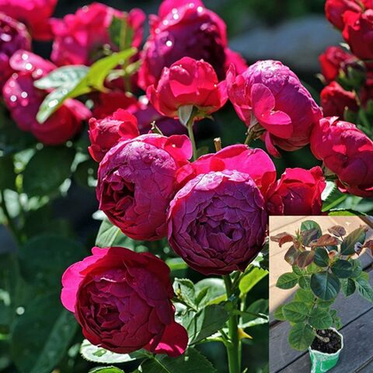 Роза Аскот чайно-гибридная, саженец с ЗКС.