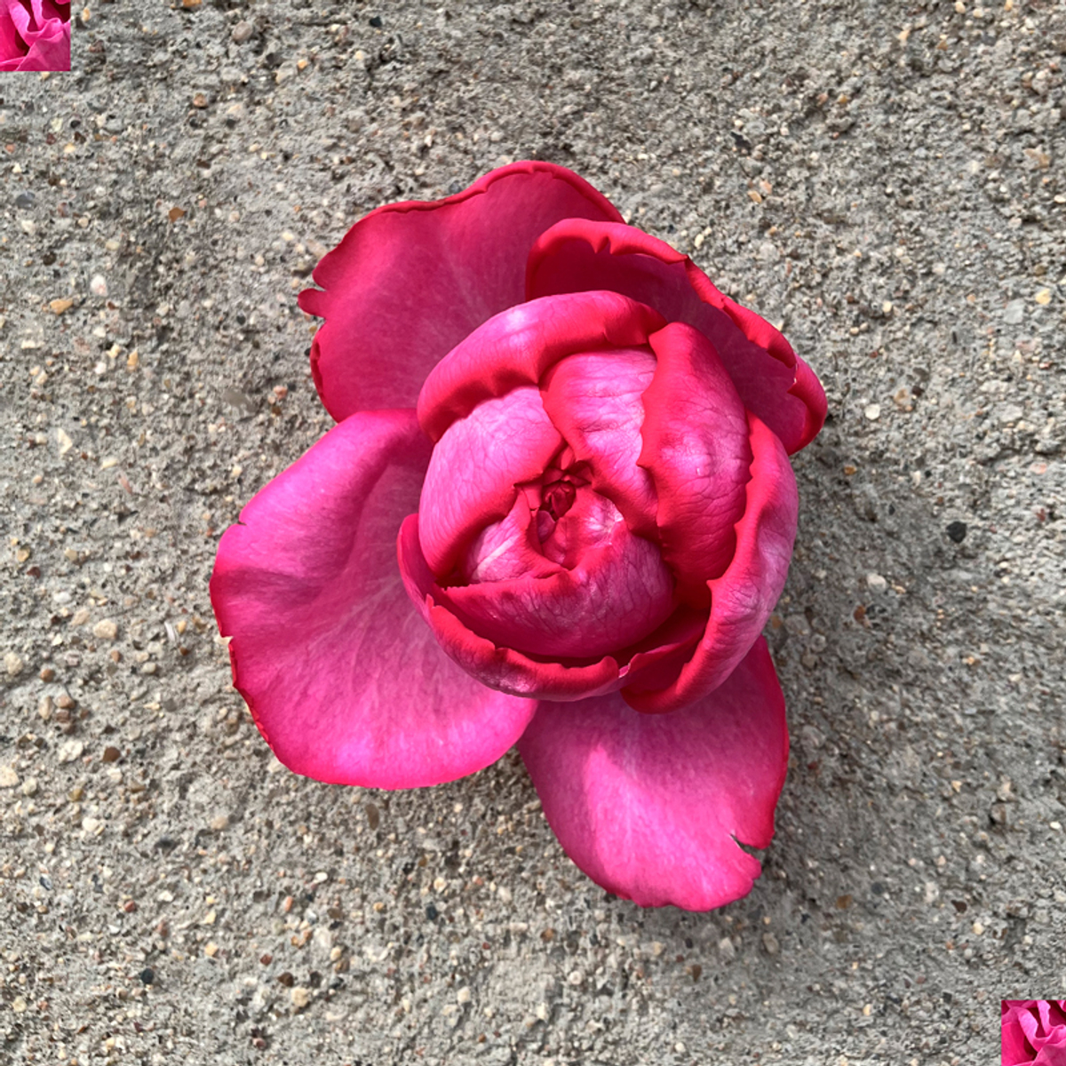 Ив Пьяже (Yves Piaget) — именитая пионовидная душистая роза