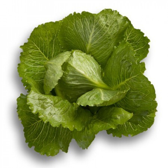 КРАНЧИТА семена салата (Rijk Zwaan | Alexagro) – фото 18