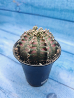 Gymnocalycium T-Rex Pink hybride (Гимнокалициум T-rex)