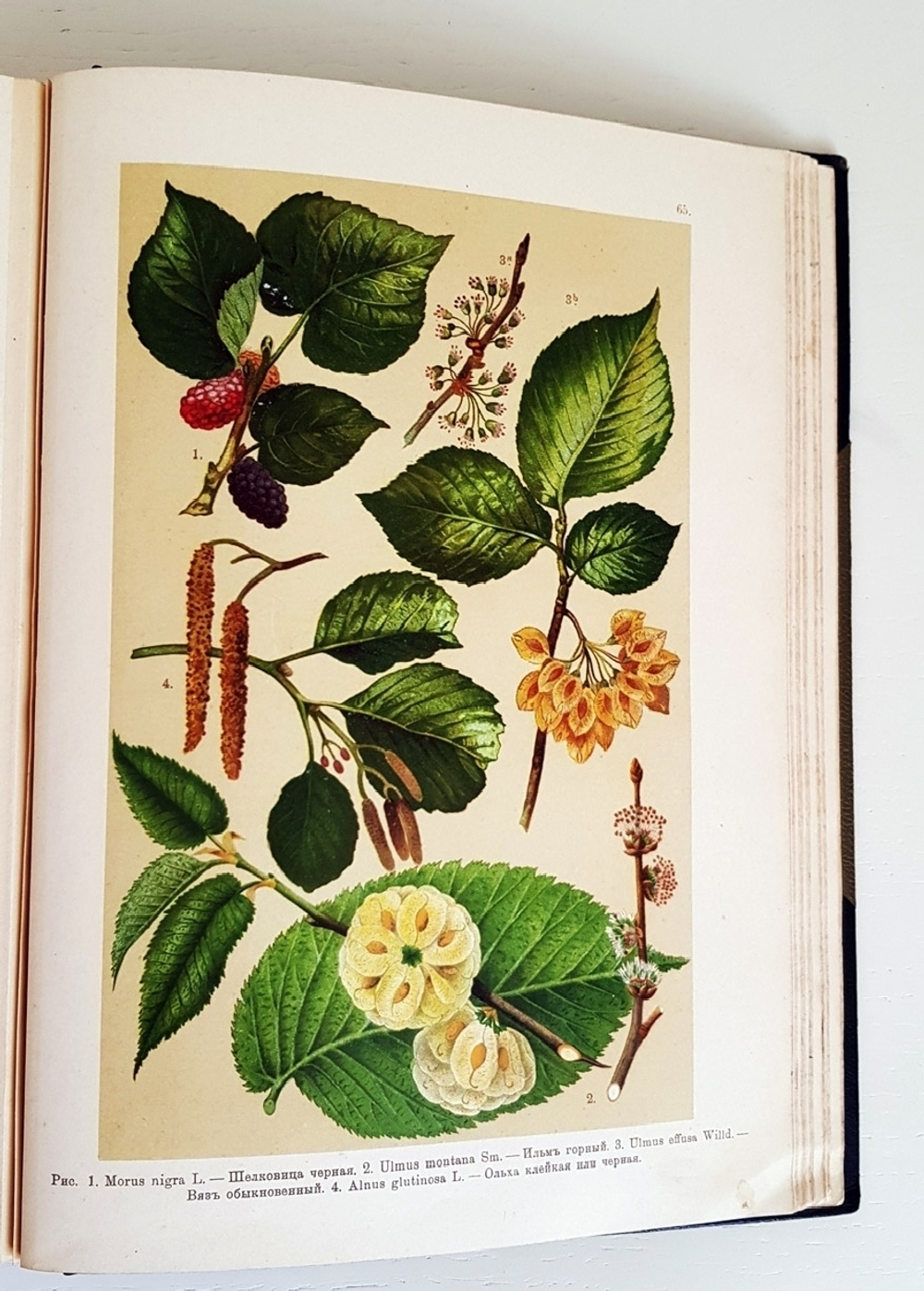 "Ботанический атлас. Описание и изображение растений Русской Флоры". Составил Н.А. Монтеверде, главный ботаник Имп. Ботанического сада Петра Первого. 1906 г. - редкая книга