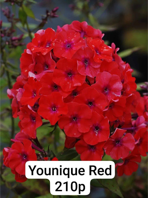 Флокс Younigue red