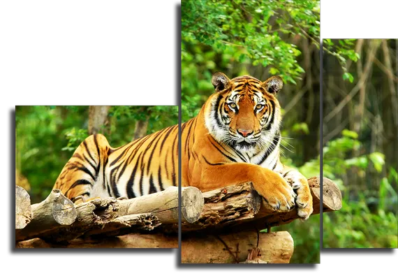 Модульная картина "Грация тигра в природе"
