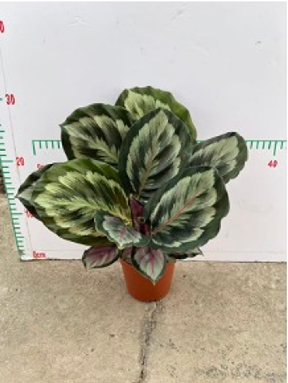 Калатея New Rainbow д. 11