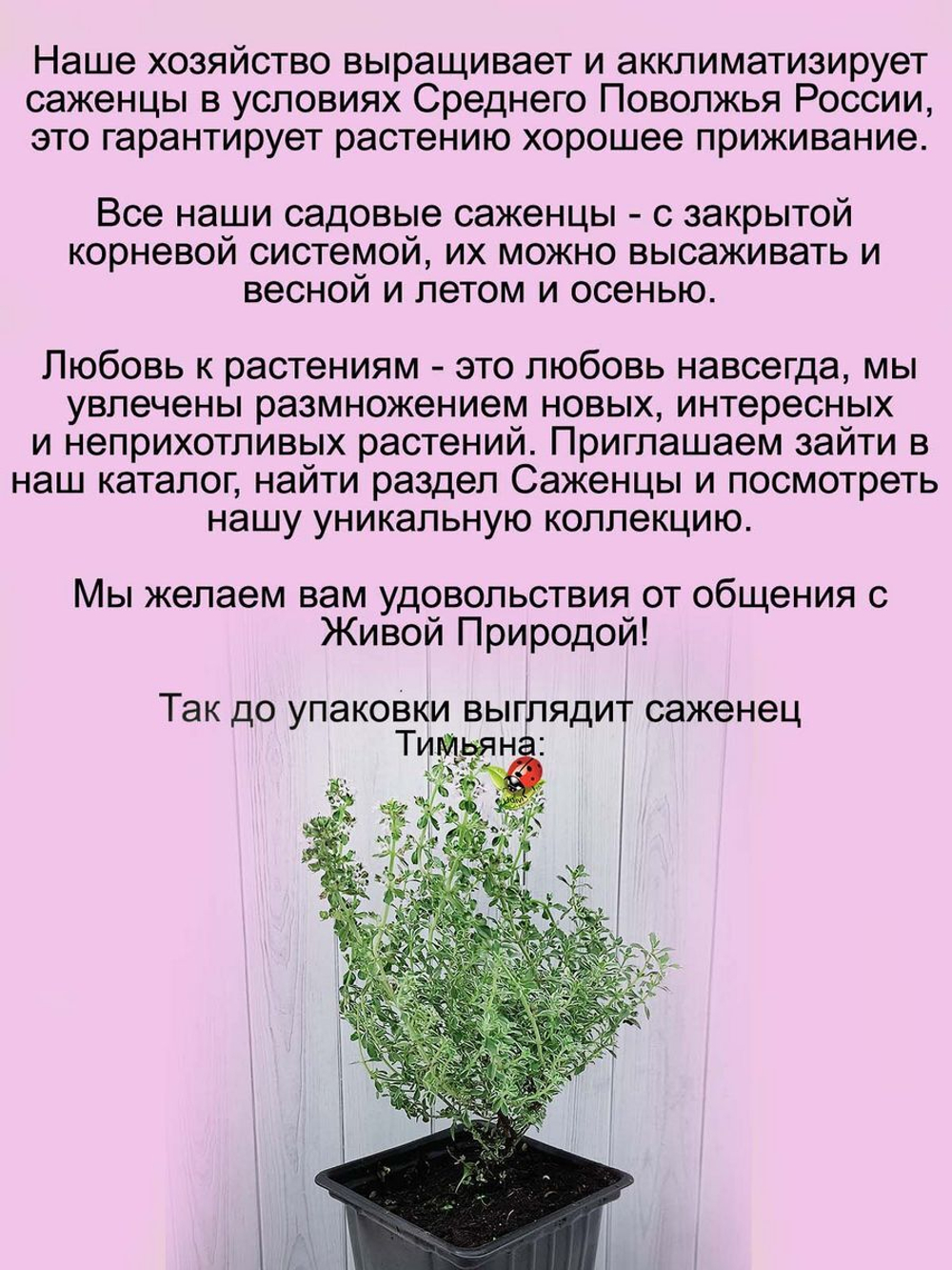 Тимьян Серебряная Королева лимонный чабрец