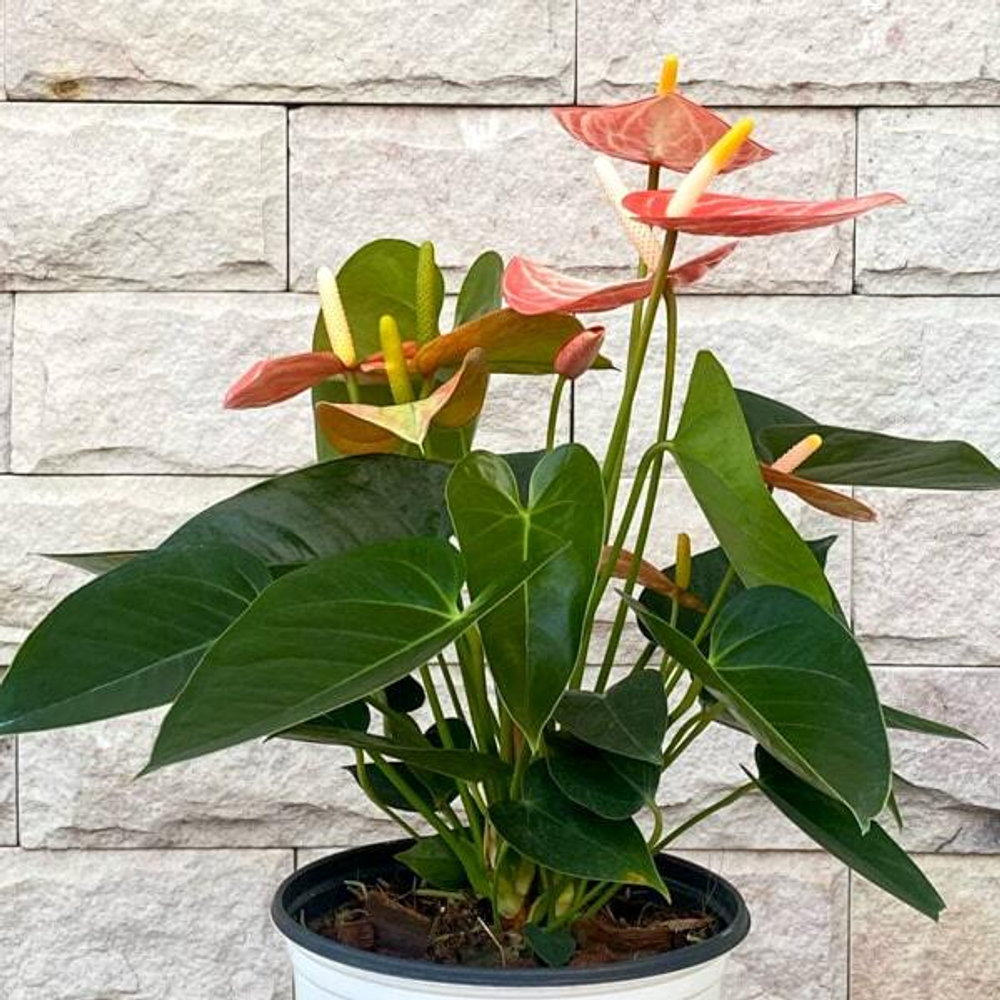 Антуриум Андрэ LIVIUM ORANGE