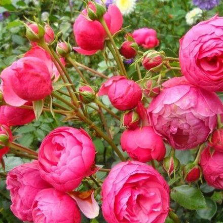 Помпонелла