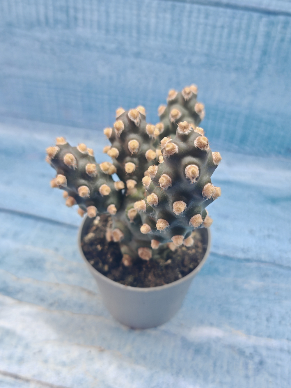 Tephrocactus Molinensis (Тефрокактус)