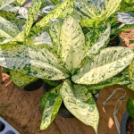 Диффенбахия PHRAE BARAMEE