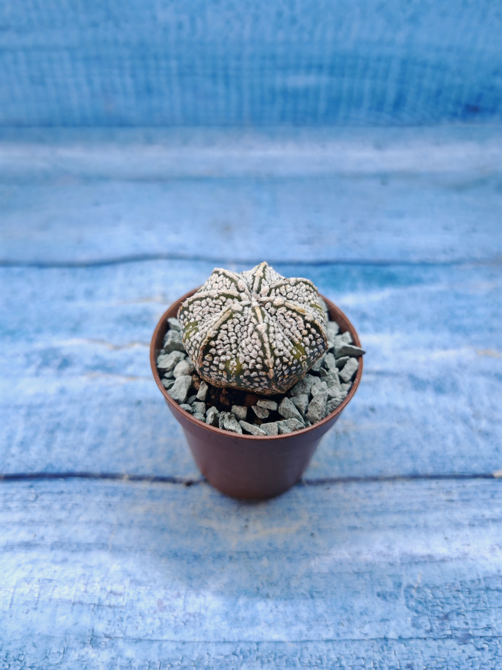 Astrophytum Asterias "Super Kabuto" (Астрофитум)
