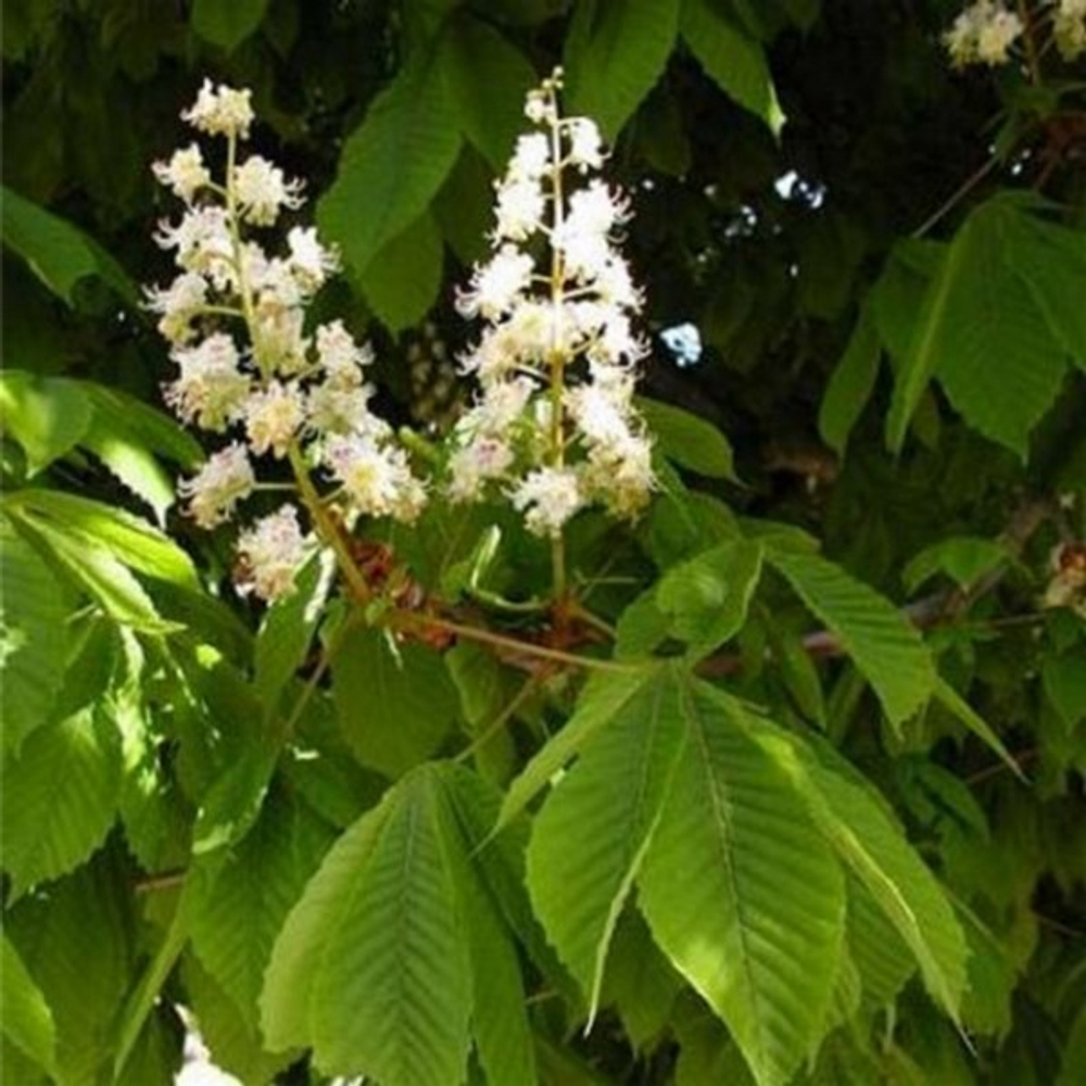 Каштан конский обыкновенный (ком) 100-120