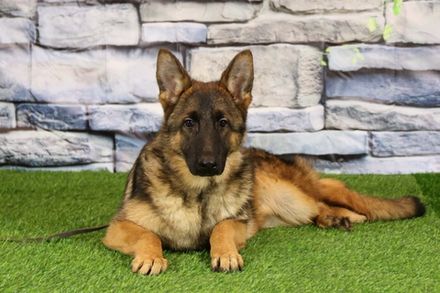 ЗОЛОТ Из Поместья Боговик - 08.04.2025 д.р.