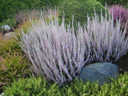 Вереск Сильвер Найт