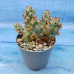Tephrocactus Molinensis Red Glochids (Тефрокактус)