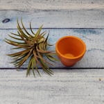 Тиландсия атмосферная (Tillandsia sp.)
