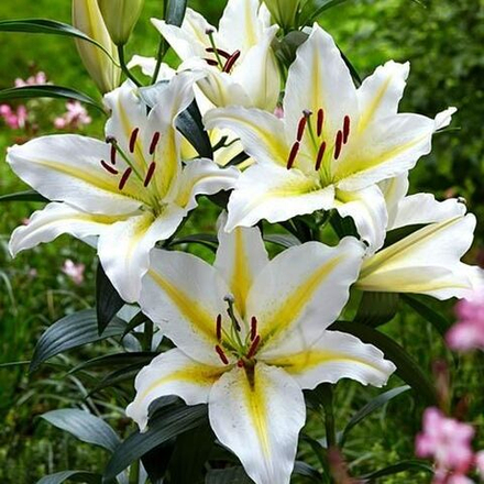 Лилия Бафферари (5 шт) Волжский Сад