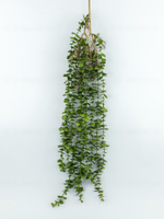 Ампельный эвкалипт Генуя