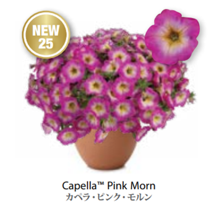 ЕВРО Petunia Capella Pink Morn укорененный черенок ноябрь