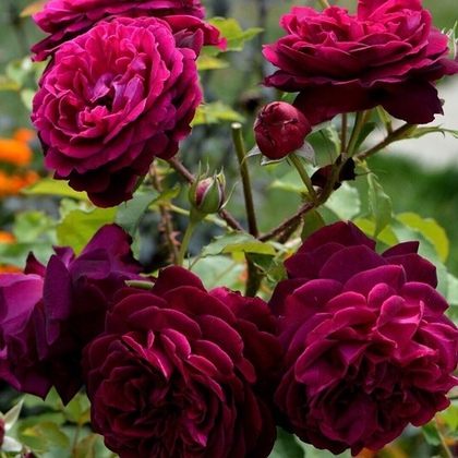 Роза Манстед Вуд английская, кустовая