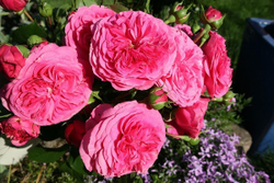 Роза Баронесса штамб 90 см Закупка М21 весна 2026