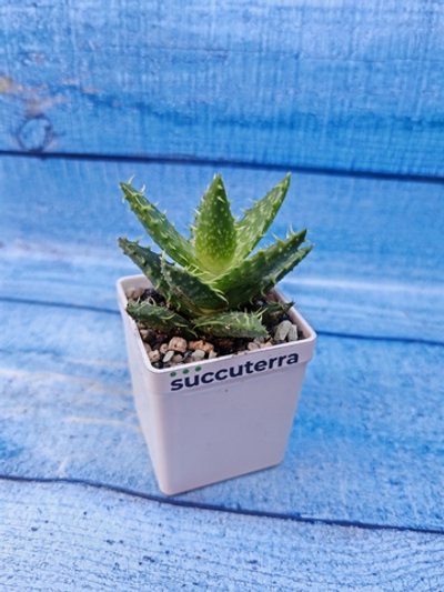 Aloe Juvenna (Алоэ)