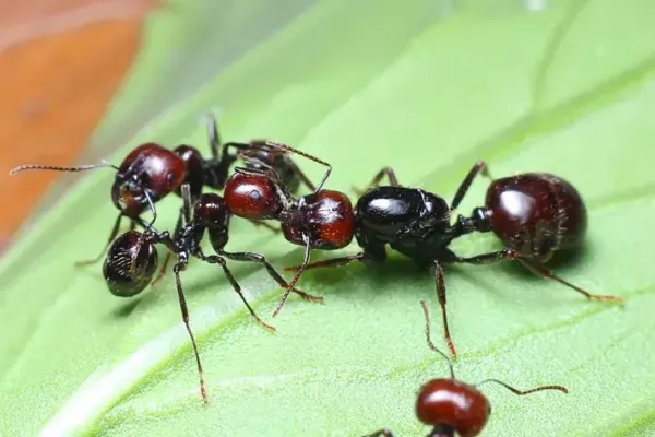 Messor barbarus: зерновые архитекторы подземных империй Messor barbarus: зерновые архитекторы подземных империй