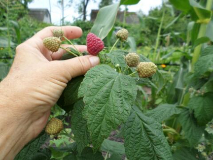 Малина ремонтантная сорт Пингвин