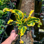 Кротон SIAM DIAMOND