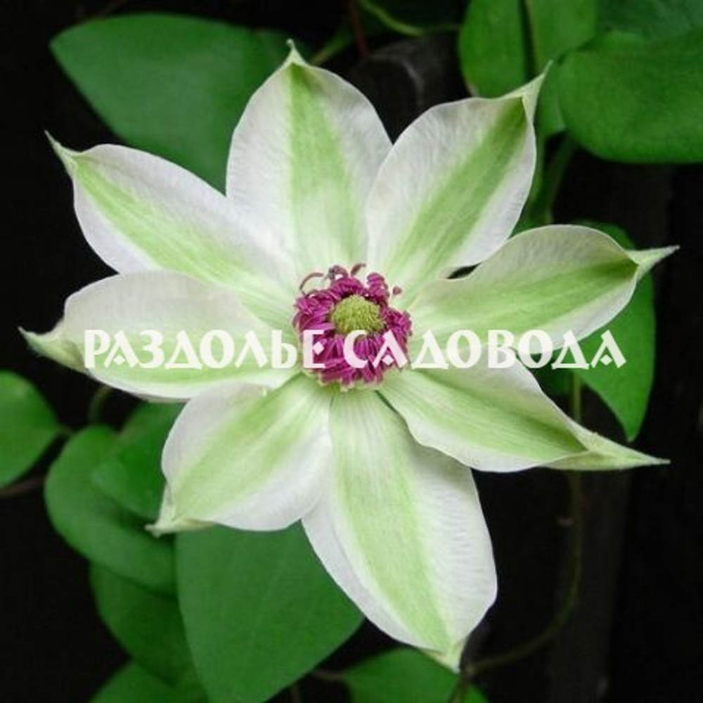 Клематис крупноцветковый Мисс Бейтман