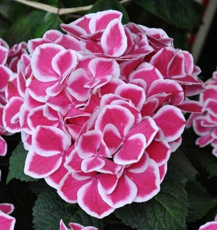 Red Ace/Ред Айс (двухцветный) Р14 Европа