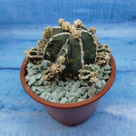 Astrophytum Myriostigma "Hakujo Fukuryu"  (Астрофитум)