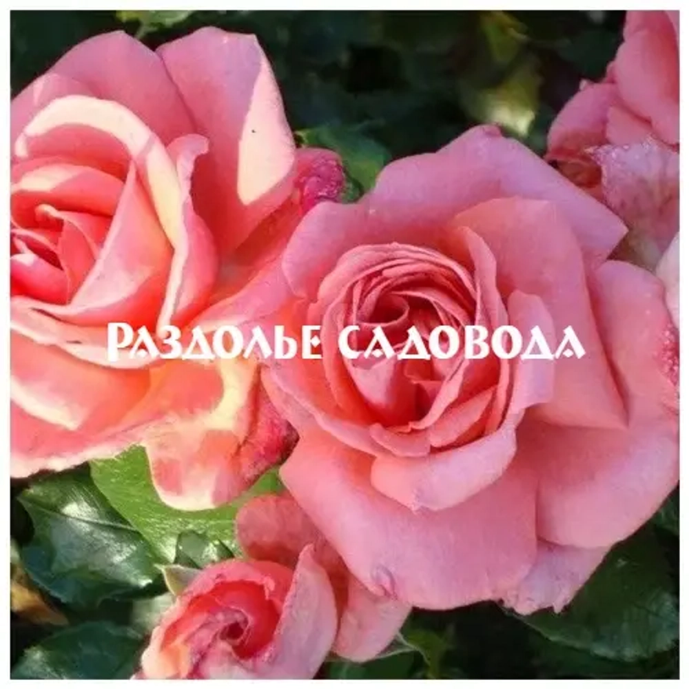 Роза флорибунда Калинка