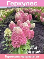 Геркулес гортензия метельчатая
