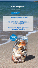 Ракушки Мамилла фиброса