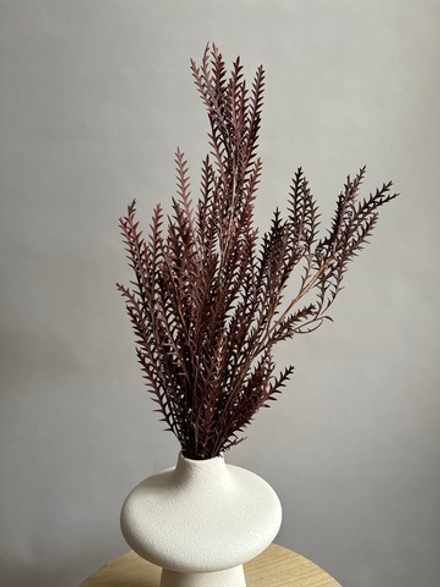 Иванхое оранжевое