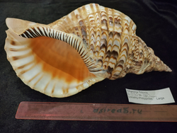 Харония Тритонис 250--390 мм