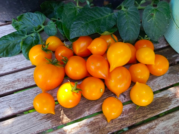 Маленькие глазки сорт томата