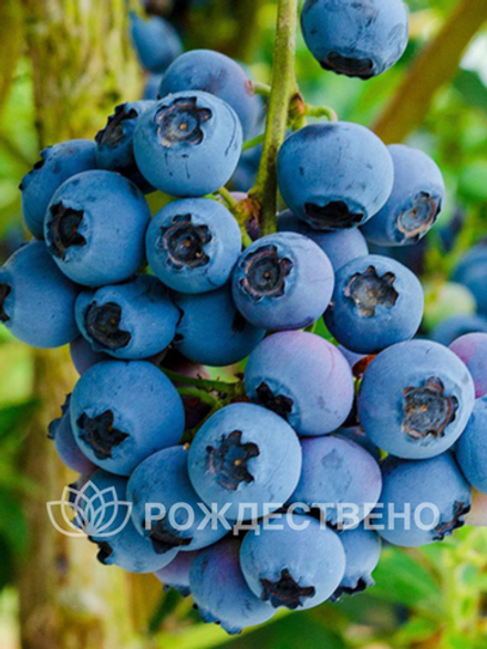 Голубика садовая Река