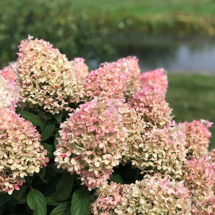 Гортензия метельчатая Пинкачу (Hydrangea paniculata Pinkachu)