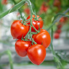 Фаберже F1 семена томата индетерминантного (Гавриш)
