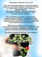 Крестовник Роули Вариегата