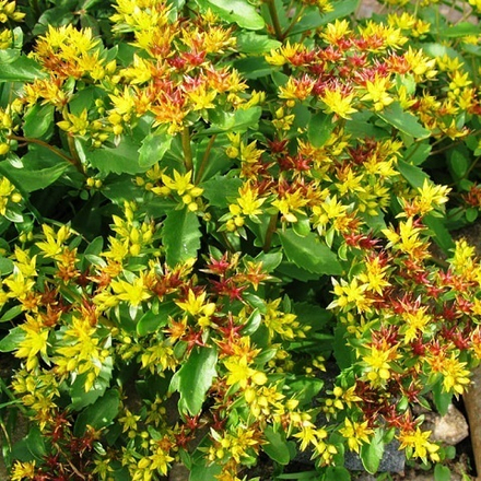 Очиток камчатский