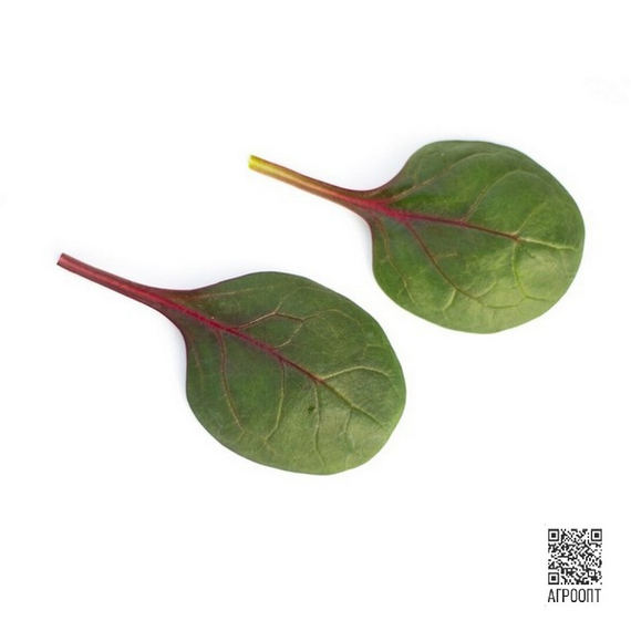 Ред Табби F1 семена шпината (Rijk Zwaan / Райк Цваан) плод – фото 2