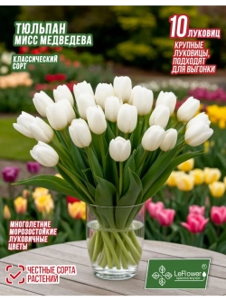 Тюльпан Луковица, Мисс Медведева, 10шт крупные